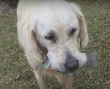 perro pescador